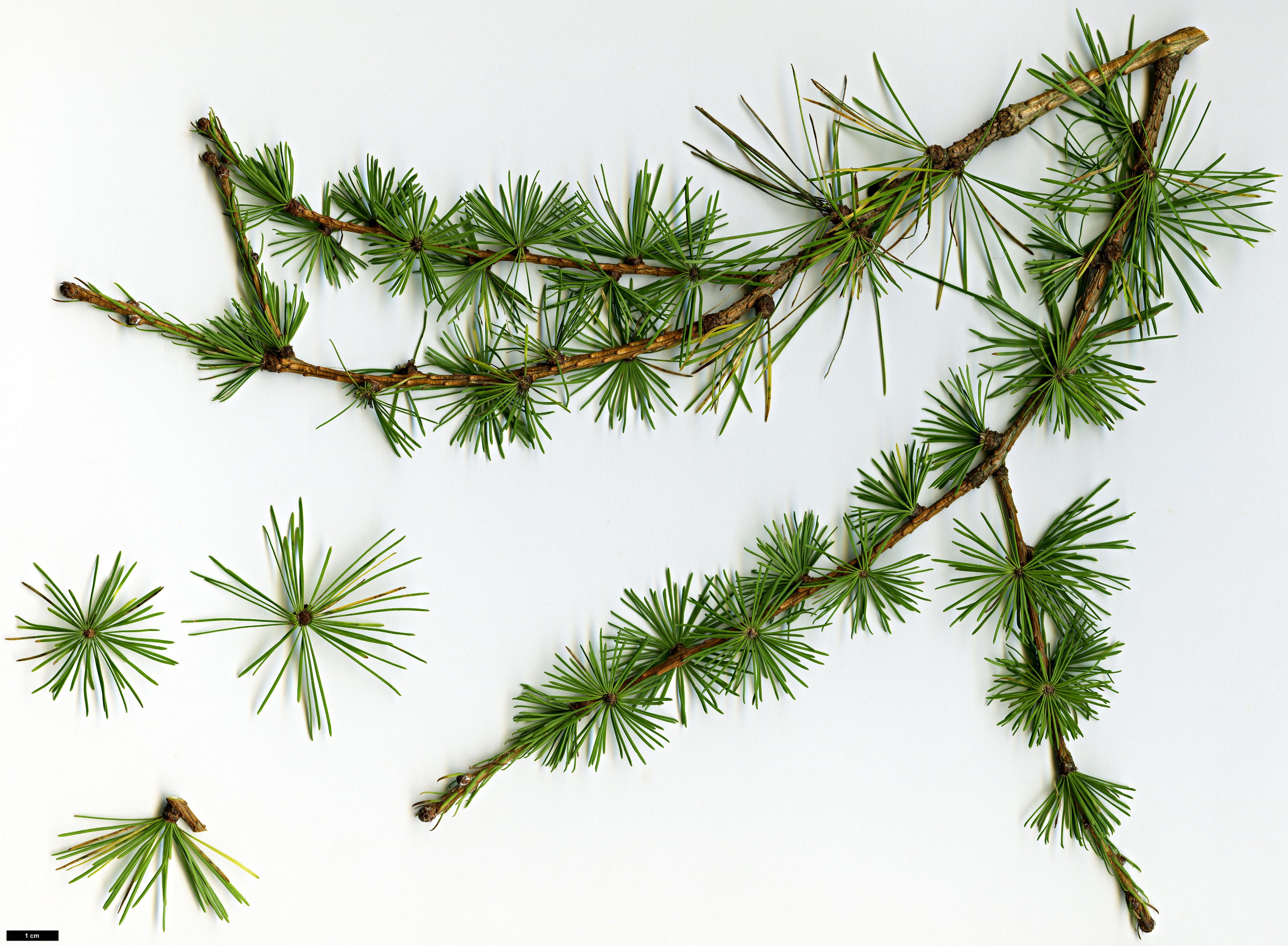 High resolution image: Family: Pinaceae - Genus: Larix - Taxon: gmelinii - SpeciesSub: var. principis-rupprechtii